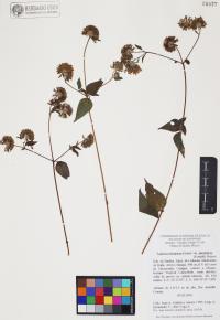Lagascea decipiens image