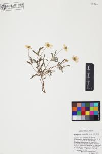 Melampodium leucanthum image