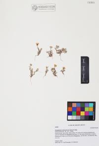 Eriophyllum lanosum image