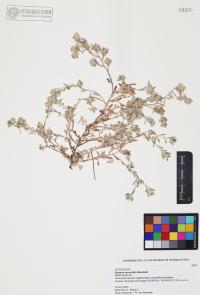 Diaperia verna image