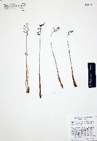 Corallorhiza odontorhiza var. pringlei image