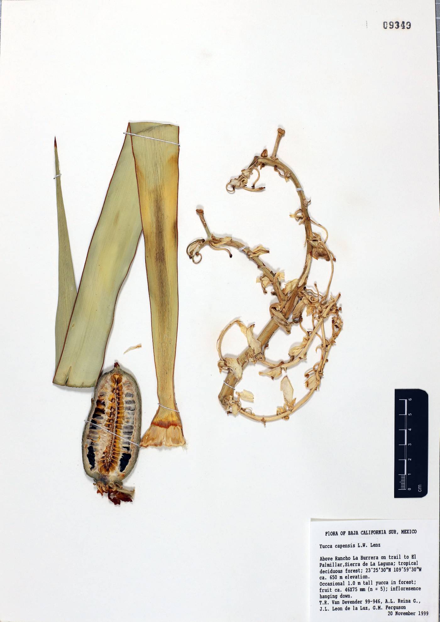 Yucca capensis image