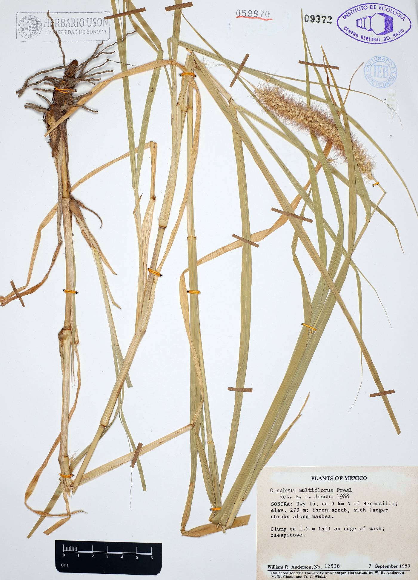Cenchrus multiflorus image
