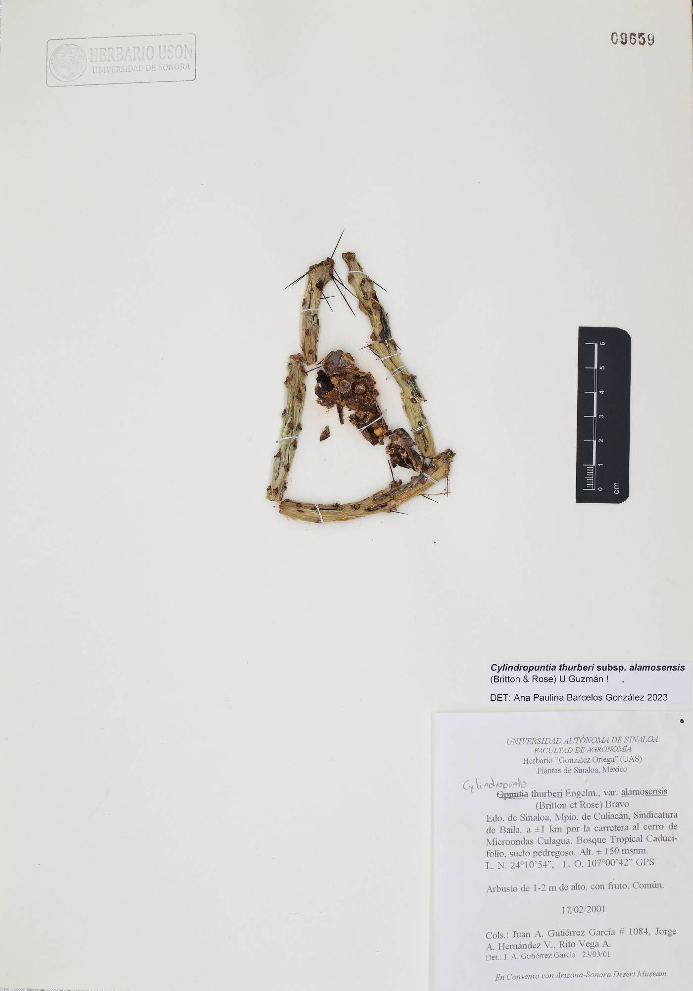 Cylindropuntia thurberi subsp. alamosensis image