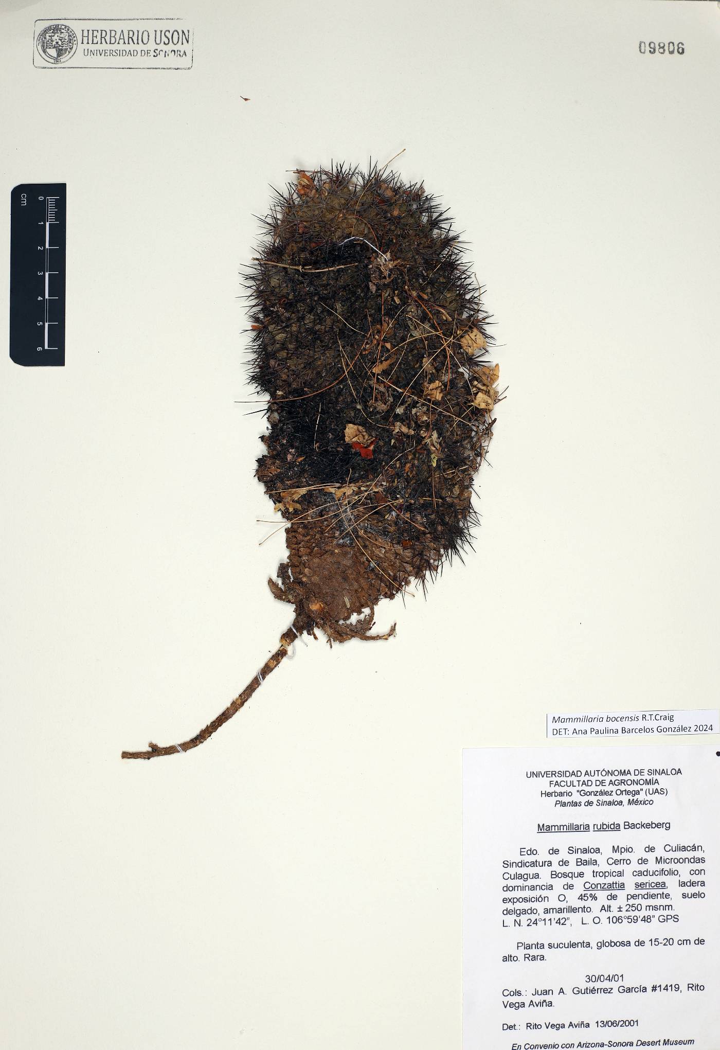 Mammillaria rubida image