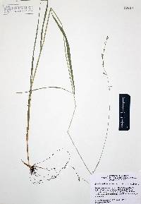 Brachypodium mexicanum image