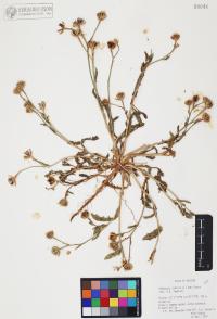 Hedypnois cretica image