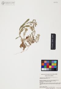 Gamochaeta sphacelata image