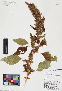 Amaranthus hybridus image