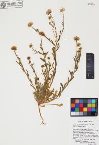 Erigeron divergens image