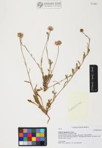 Erigeron flagellaris image