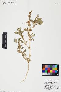 Amaranthus x tucsonensis image