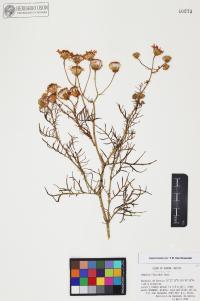 Senecio flaccidus image