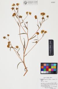 Heliomeris longifolia image