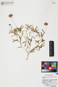 Encelia frutescens image