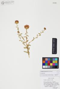 Grindelia squarrosa image
