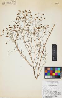 Heterosperma pinnatum image