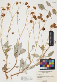 Encelia farinosa image