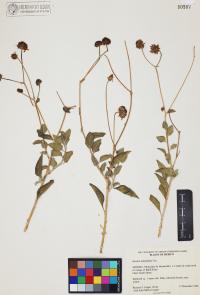 Encelia halimifolia image