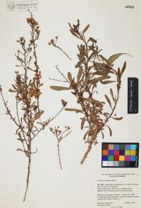 Isocoma acradenia image