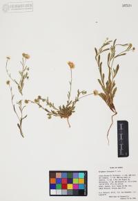 Erigeron divergens image