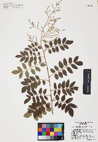 Rhus terebinthifolia image