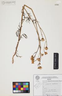 Senecio flaccidus image