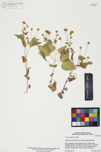 Perityle californica image