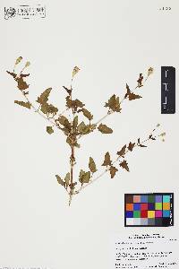 Brickellia glabrata image