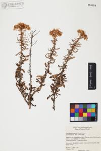 Isocoma acradenia image