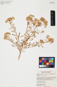 Isocoma acradenia var. acradenia image