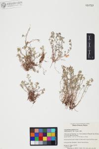 Gnaphalium palustre image