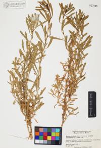 Isocoma acradenia var. acradenia image