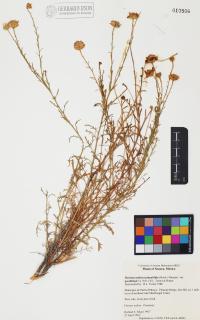 Xanthisma spinulosum image