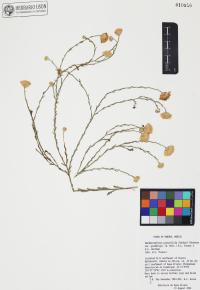 Xanthisma spinulosum image