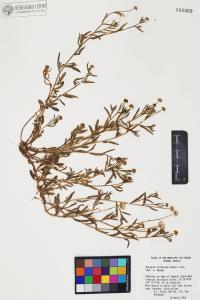 Erigeron velutipes image