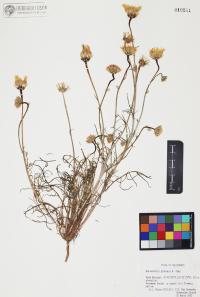 Malacothrix glabrata image