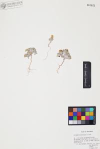 Eriophyllum wallacei image