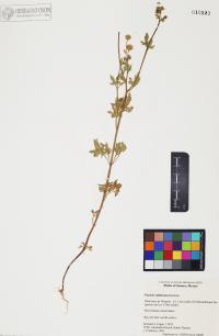 Perityle californica image