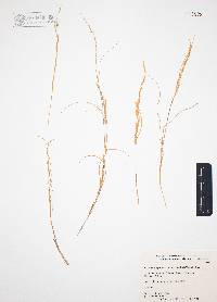 Aristida purpurea var. nealleyi image