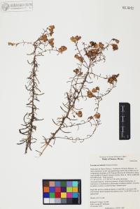 Isocoma acradenia image