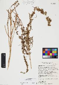 Amaranthus fimbriatus image