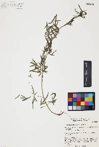 Coreocarpus arizonicus image