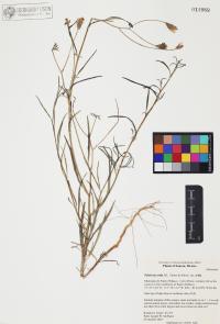 Palafoxia arida image