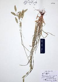 Bromus catharticus image