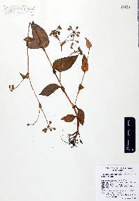 Tripogandra amplexicaulis image