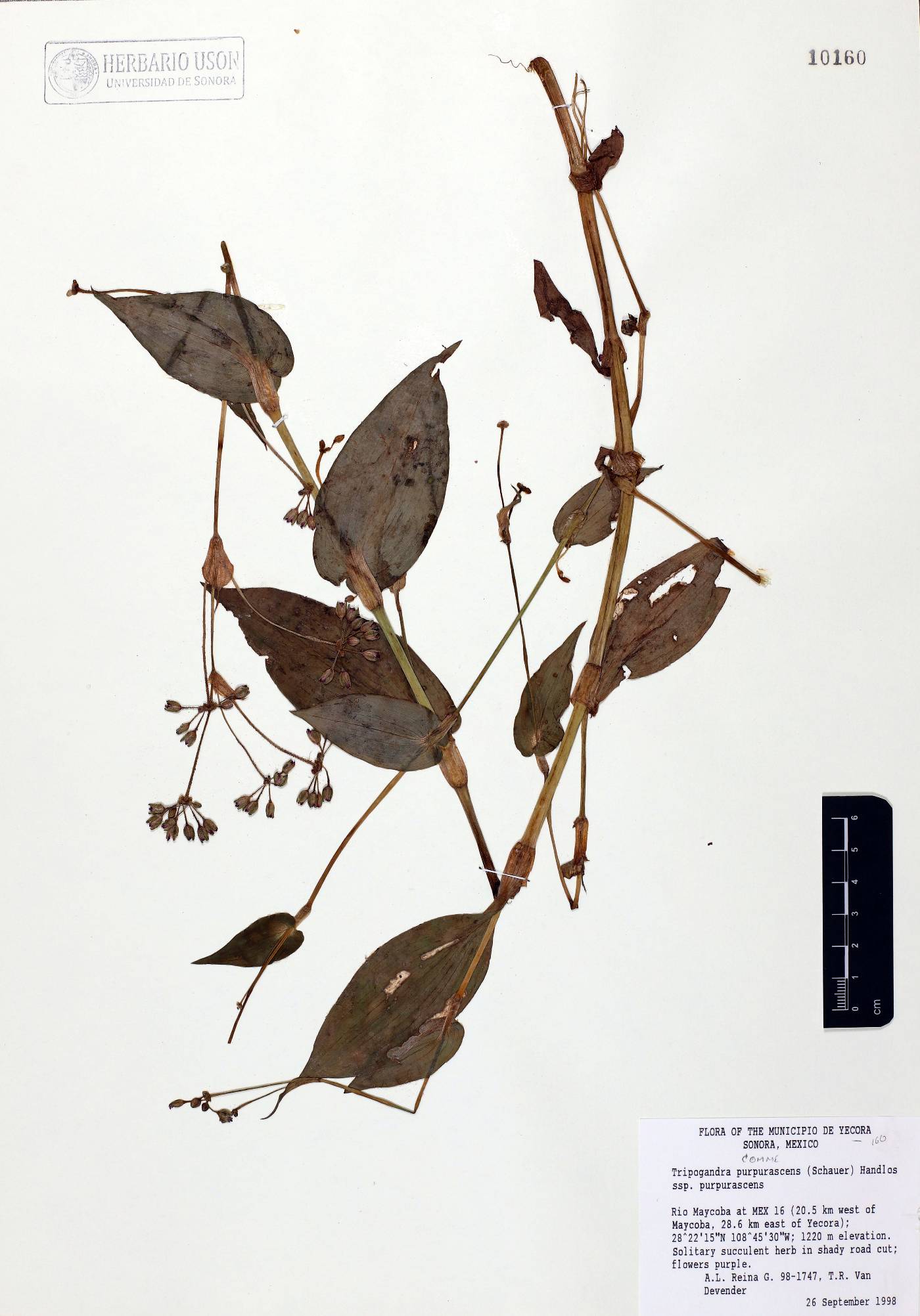 Tripogandra purpurascens subsp. purpurascens image