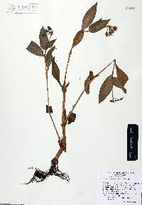 Tinantia erecta image