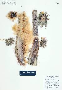 Pilosocereus alensis image