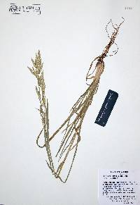 Bromus carinatus image